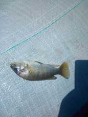 Astatotilapia calliptera