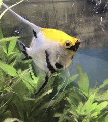 Pterophyllum scalare