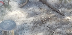 Acanthis flammea