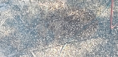 Acanthis flammea