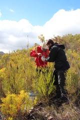 Leucadendron ericifolium