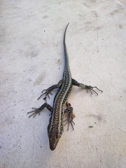 Anatololacerta pelasgiana