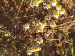 Thymophylla concinna