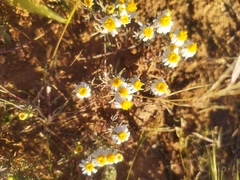 Thymophylla concinna