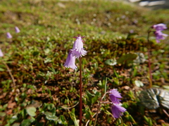 Soldanella pusilla