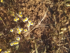 Thymophylla concinna