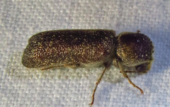 Lichenophanes bicornis