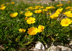 Potentilla aurea