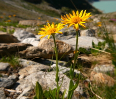 Doronicum clusii