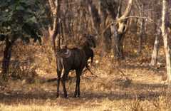 Boselaphus tragocamelus