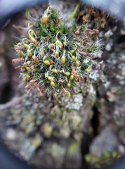Grimmia pulvinata