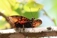 Charaxes zingha