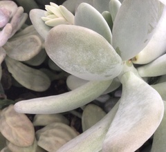 Pachyphytum oviferum