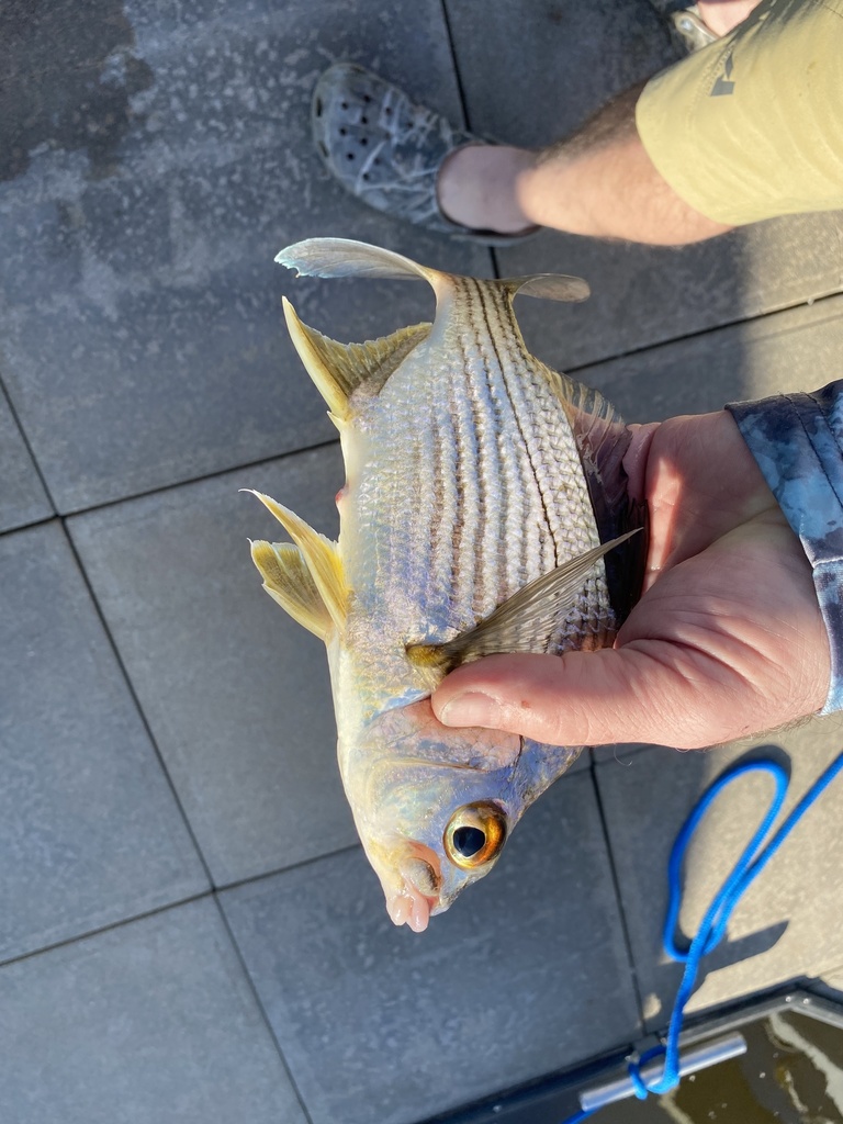 Gestreepte mojarra (Eugerres plumieri) — Gerreidae