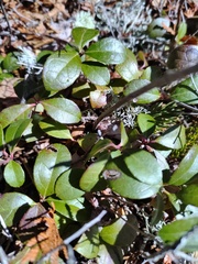 Gaultheria procumbens image