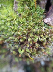 Syntrichia laevipila