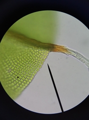 Syntrichia laevipila