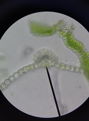 Syntrichia laevipila