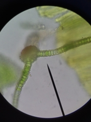 Syntrichia laevipila