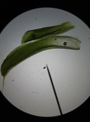 Syntrichia laevipila