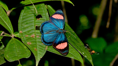 Batesia hypochlora