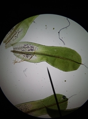 Syntrichia laevipila