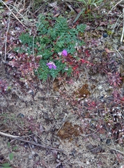 Erodium cicutarium