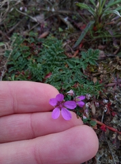 Erodium cicutarium