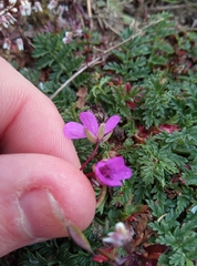 Erodium cicutarium