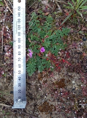 Erodium cicutarium