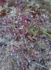Draba verna