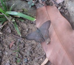Cissia proba