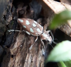 Naupactus bellus