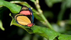 Batesia hypochlora