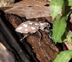 Naupactus bellus