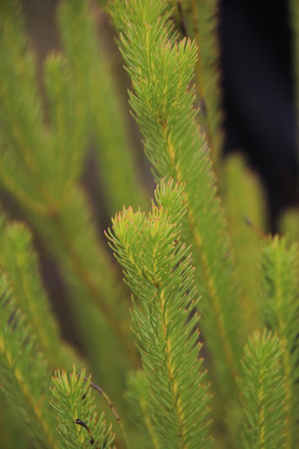 Image of Ericaleaf Conebush (Leucadendron ericifolium) by (c) Tony Rebelo, some rights reserved (CC BY-SA)