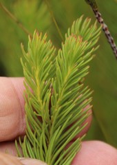 Leucadendron ericifolium