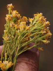 Leucadendron ericifolium