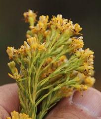 Leucadendron ericifolium
