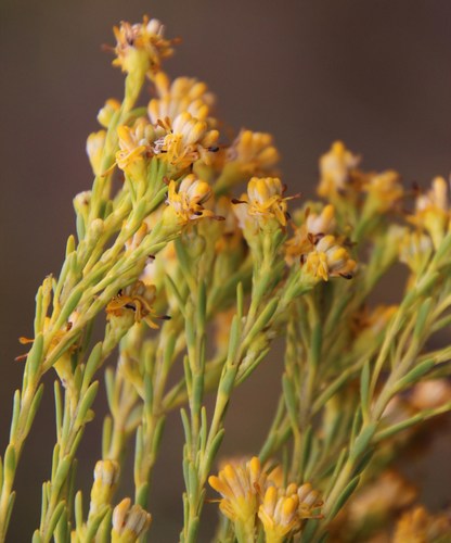 Image of Leucadendron ericifolium by (c) Tony Rebelo, some rights reserved (CC BY-SA)