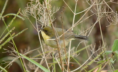 Microspingus cinereus
