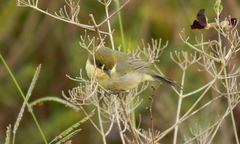 Microspingus cinereus