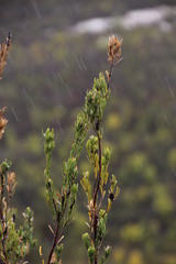 Leucadendron ericifolium