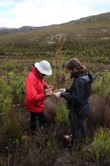 Leucadendron ericifolium