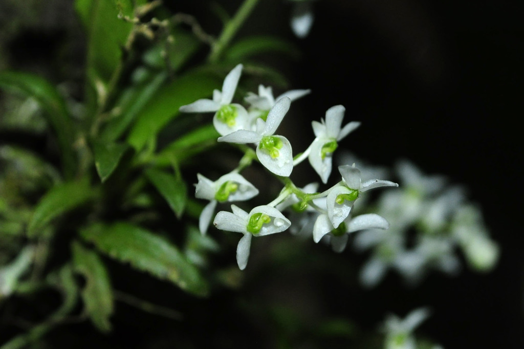 Zygostates greeniana