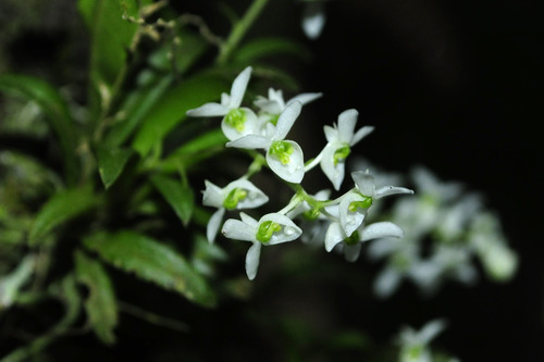 Genus Centroglossa · iNaturalist