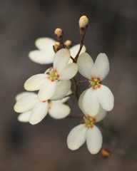 Stylidium spathulatum
