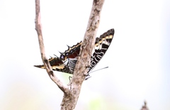 Charaxes castor