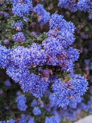Ceanothus impressus impressus