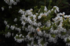 Erica glomiflora